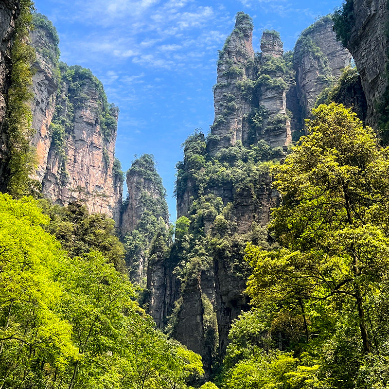 【16人纯玩小团】张家界国家森林公园一日游金鞭溪十里画廊品质团