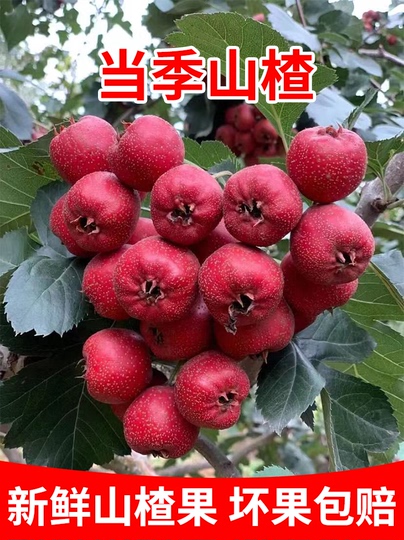 長野県産、サンザシ5キロ 長野県産 サンザシ 20kg 新鮮サンザシ5kg