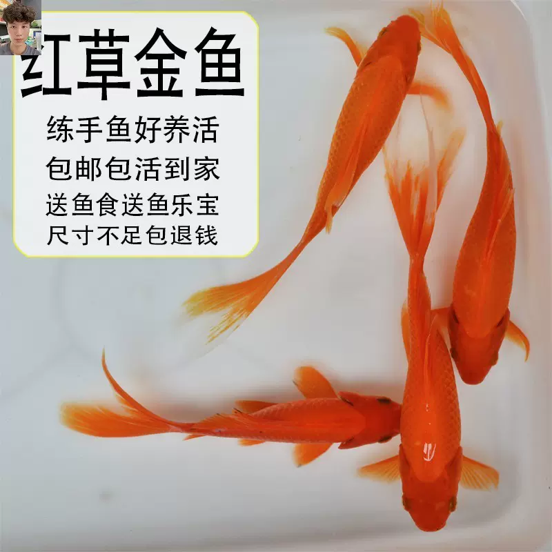不用打氧的鱼红草金鱼练手鱼淡水鱼好养观赏鱼小型