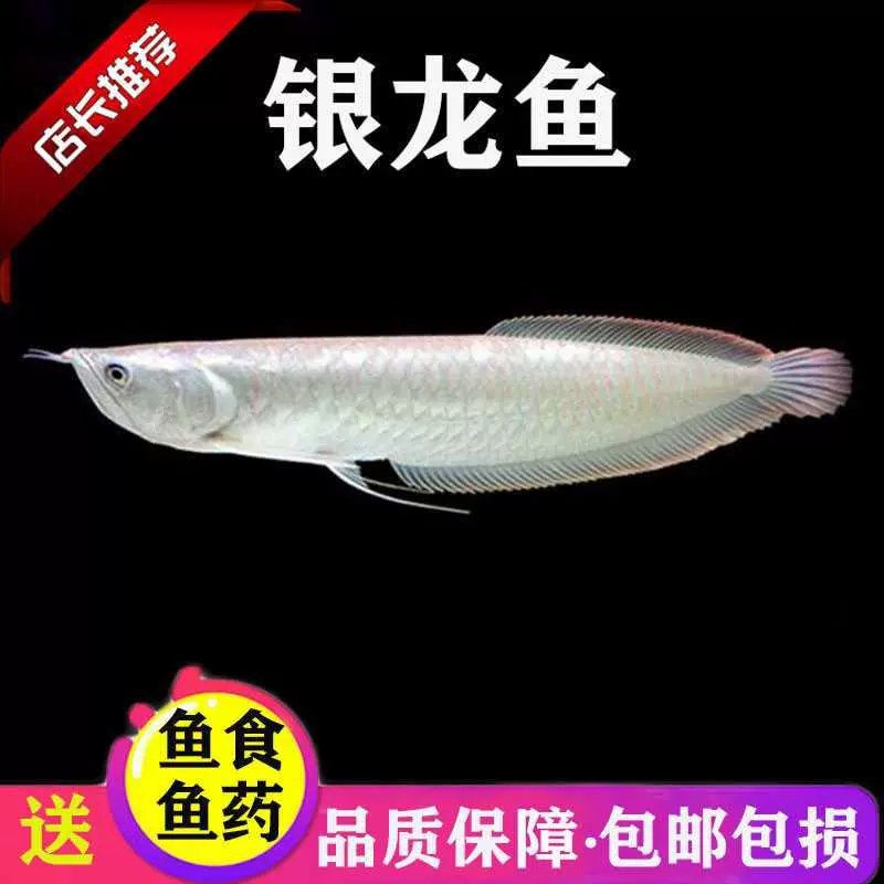 银龙鱼活体大中型热带观赏鱼鱼缸宠物淡水风水鱼发财鱼