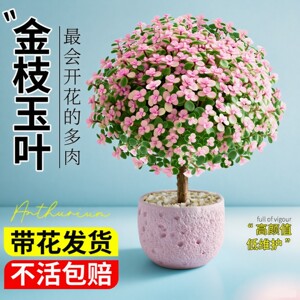
Golden branches and jade leaves potted old piles, succulents, hydroponics, desktop plants, flowers and green plants, potted plants that are easy to maintain in the office all year round.