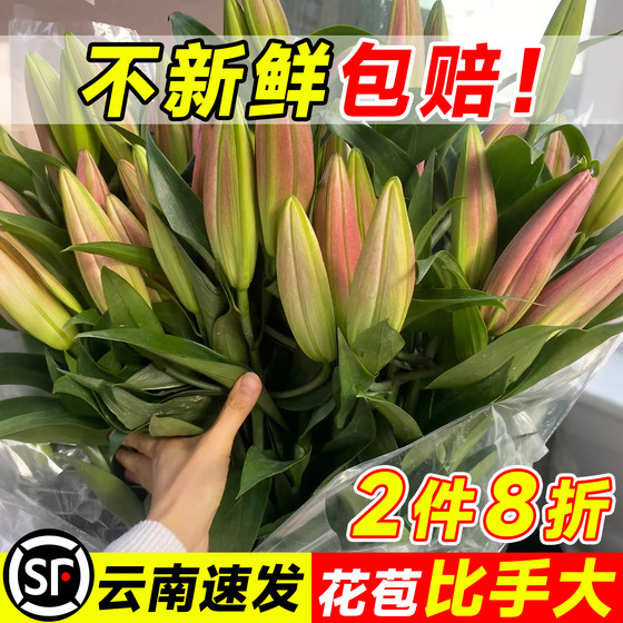 
SF Next Day Delivery Perfume Lily Flowers Double-petaled Yunnan Base Straight-haired Hydroponic Flowers for Flower Arrangement Fresh Cut Flowers