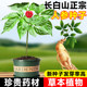 Ginseng Changbai Mountain Seed Wild Ginseng Seeds Planting Seedlings in Four Seasons Sowing Balcony Pot Planting Perennial Medicinal Materials Vegetable Seeds