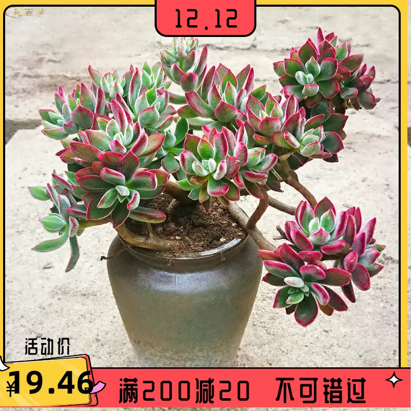 催销清棚多肉植物大老桩巧克力方砖小老庄悬崖