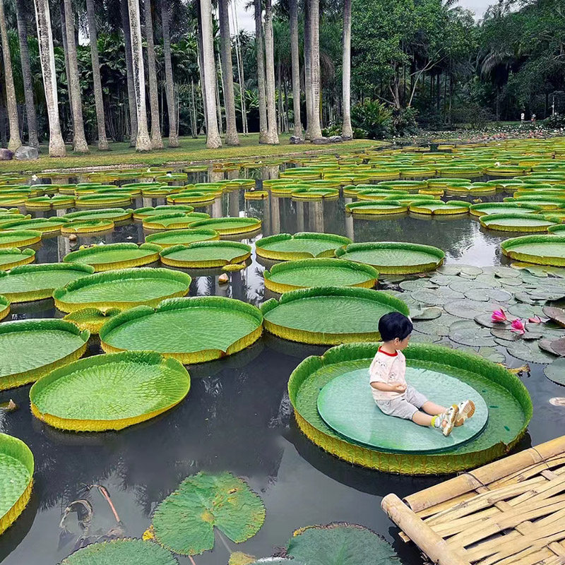亲子私家团雨林探索西双版纳普洱小熊猫庄园夜宿森林徒步6天5晚