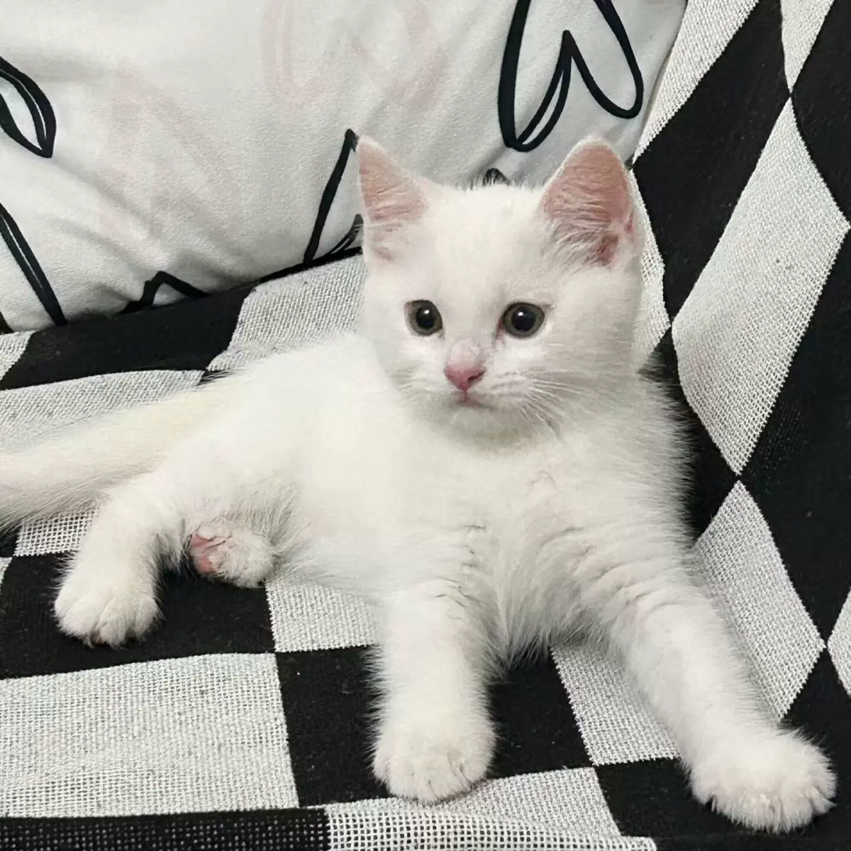 中华田园猫橘白猫狸花猫幼猫三花猫幼崽黑白奶牛