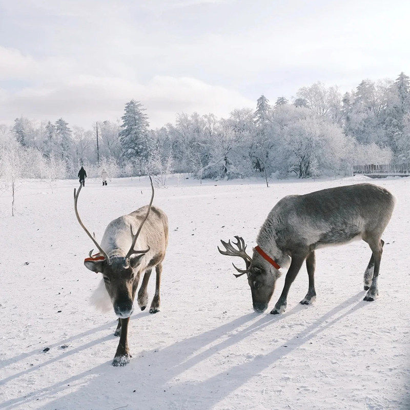 【可选14人小团】延边发-长白山雪岭/老里克湖纯玩一日游