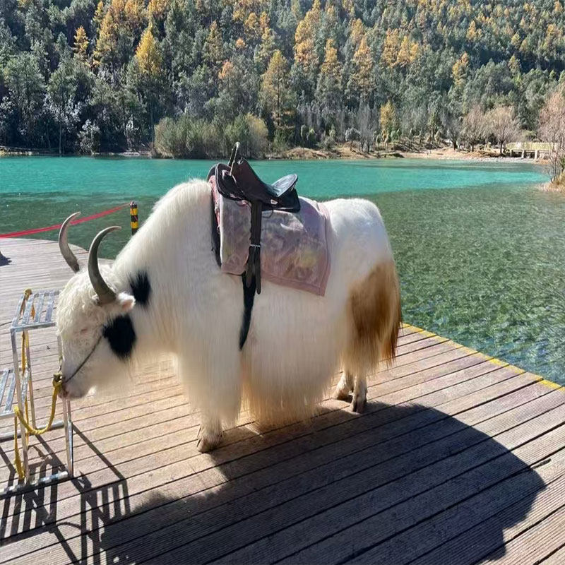 【精品小团】丽江出发—玉龙雪山/三件套/蓝月谷纯玩一日游