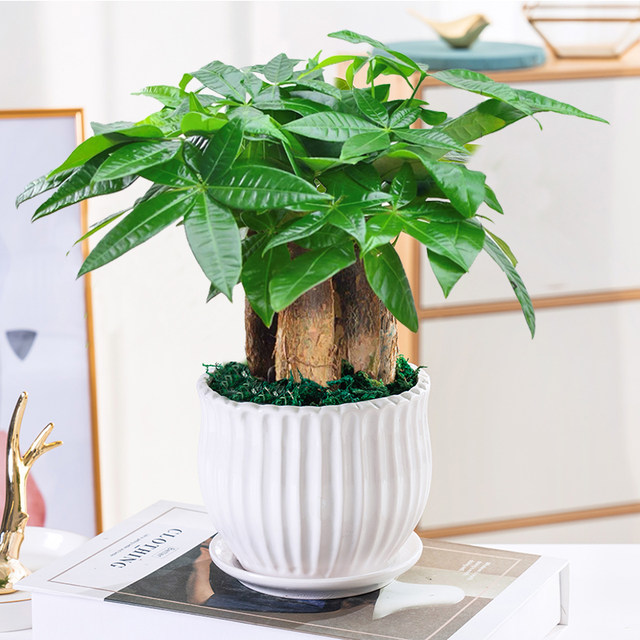 Money tree potted easy living plants indoor living room green plants small bonsai four seasons evergreen office potted flowers