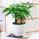 Money tree potted easy living plants indoor living room green plants small bonsai four seasons evergreen office potted flowers