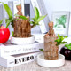 Brazilian wood -lucky wood water care plant small potted office office desktop Grute four seasons of tree stump water planted green plants