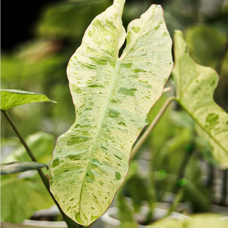 澆澆植物天南星科錦化熱植花葉室內綠植綠天堂墨西哥蔓綠絨 Taobao