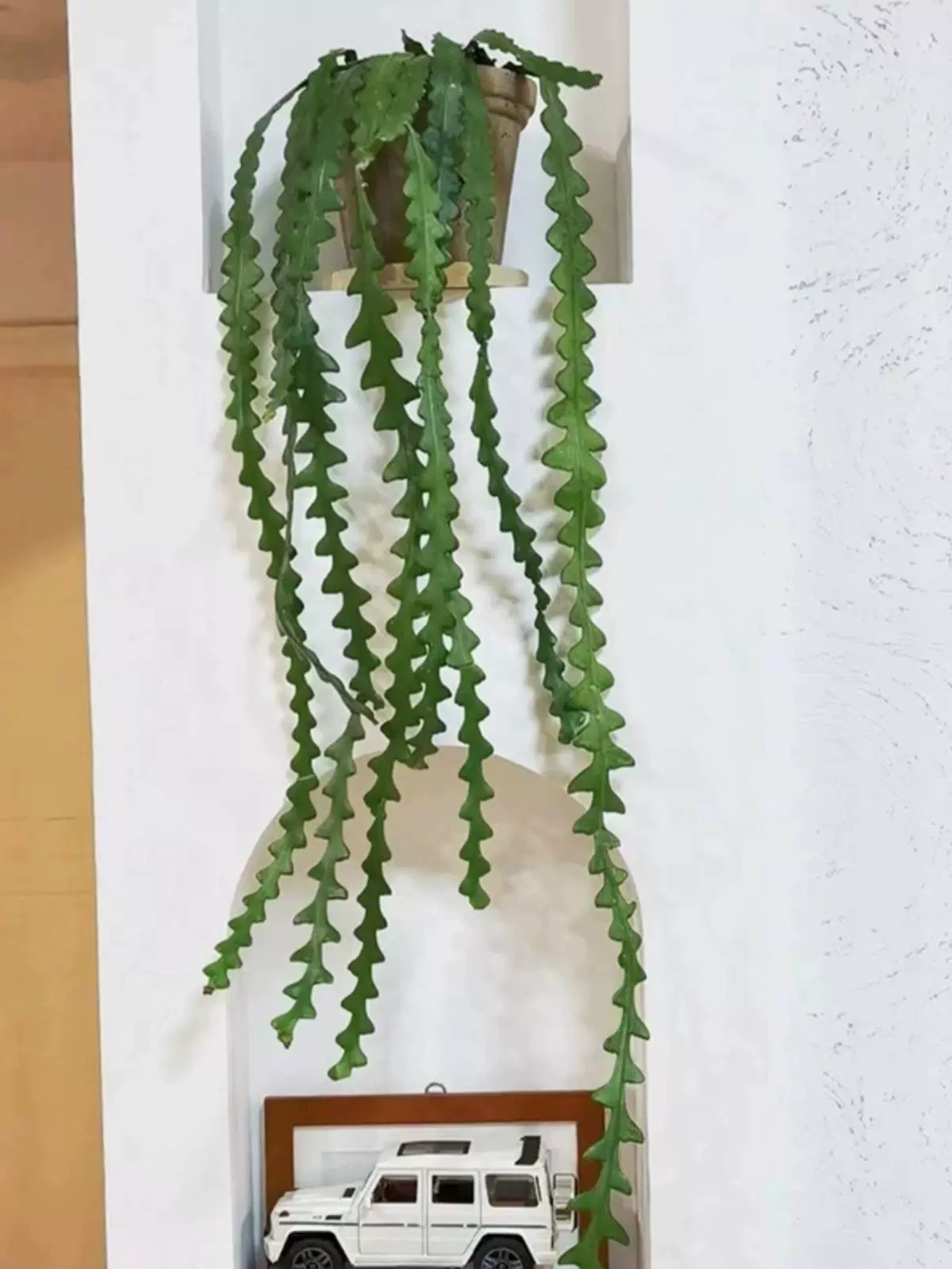 鱼骨令箭韩国小众另类稀奇植物锯齿昙花长藤垂吊盆栽花卉绿植好养