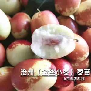 金枣树- Top 500件金枣树- 2024年3月更新- Taobao