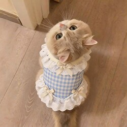 Cat Clothes Spring and Summer Lace Plaid Princess Dress New Breathable Gold Gradient Layered Anti-Shedding Pet Clothing