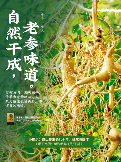 極珍品 一等野山参 “百草の王” 中国東北 野山人参 鑑定書付