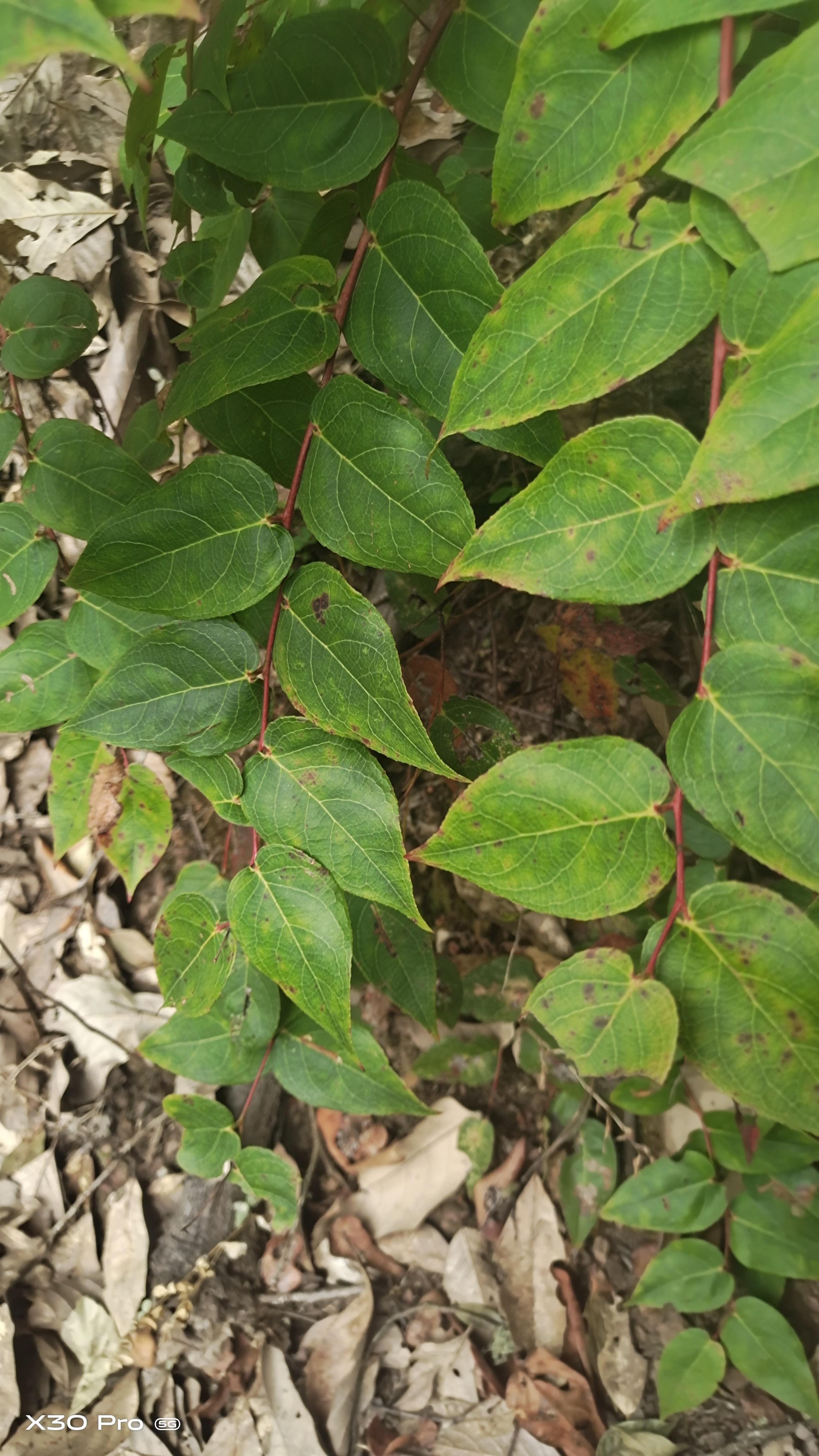 满山香 中药材 透骨草 破土叶 新鲜下单现采
