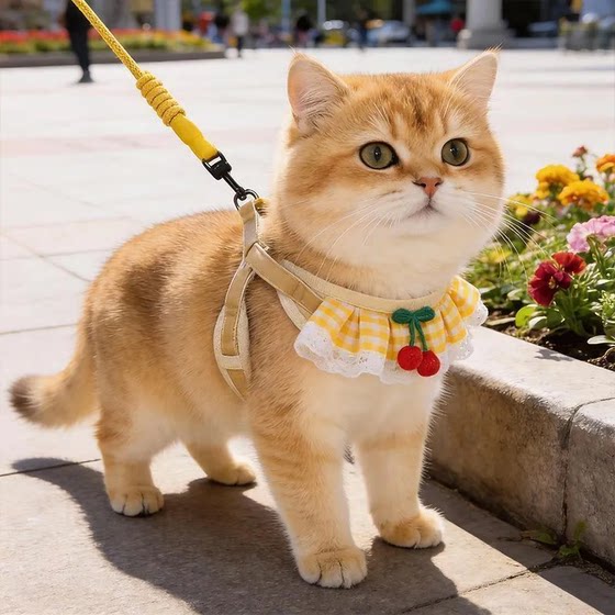 
Cat traction rope to prevent break-away, spring and summer kitten gold gradient special cat walking rope for going out, adjustable vest style