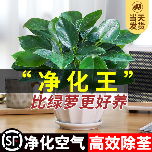Golden diamond pot green plants large pot green ivy removes indoor formaldehyde plants flowers hydroponics office purifies the air and is easy to nourish