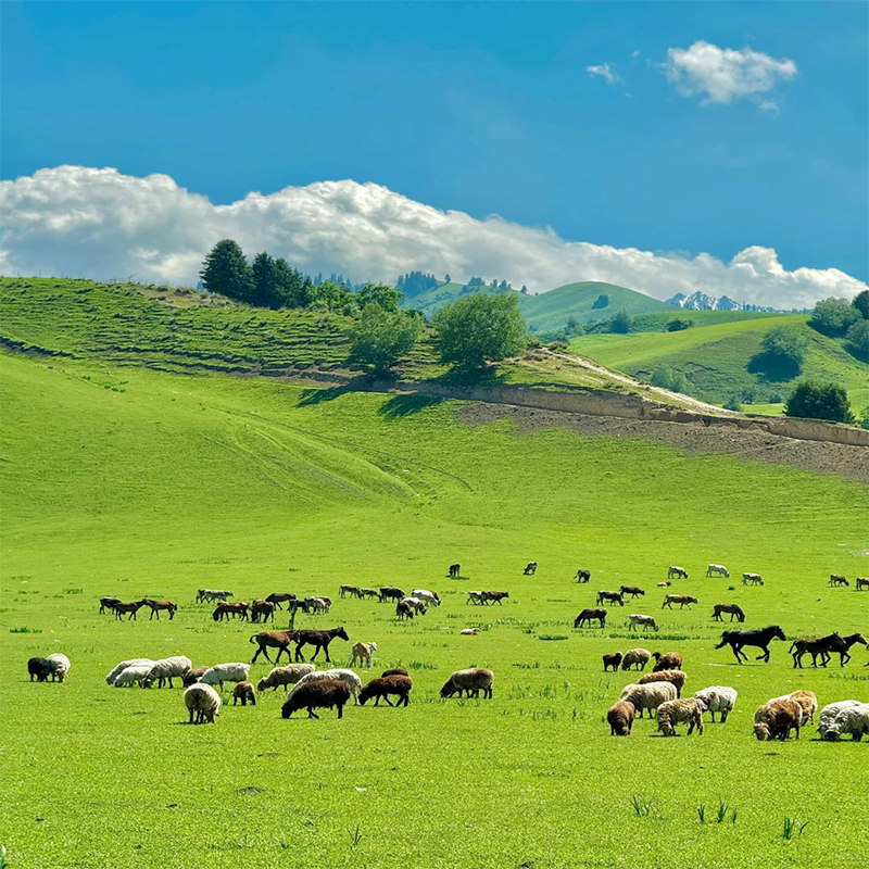 重庆旅游洪崖洞仙女山乌江画廊天生三桥李子坝磁器口5天4晚跟团游