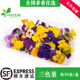 Fresh pansy fragrant wood golden willow buds, Qianye orchid, mint head, Mixed flower hotel with flowers and plants