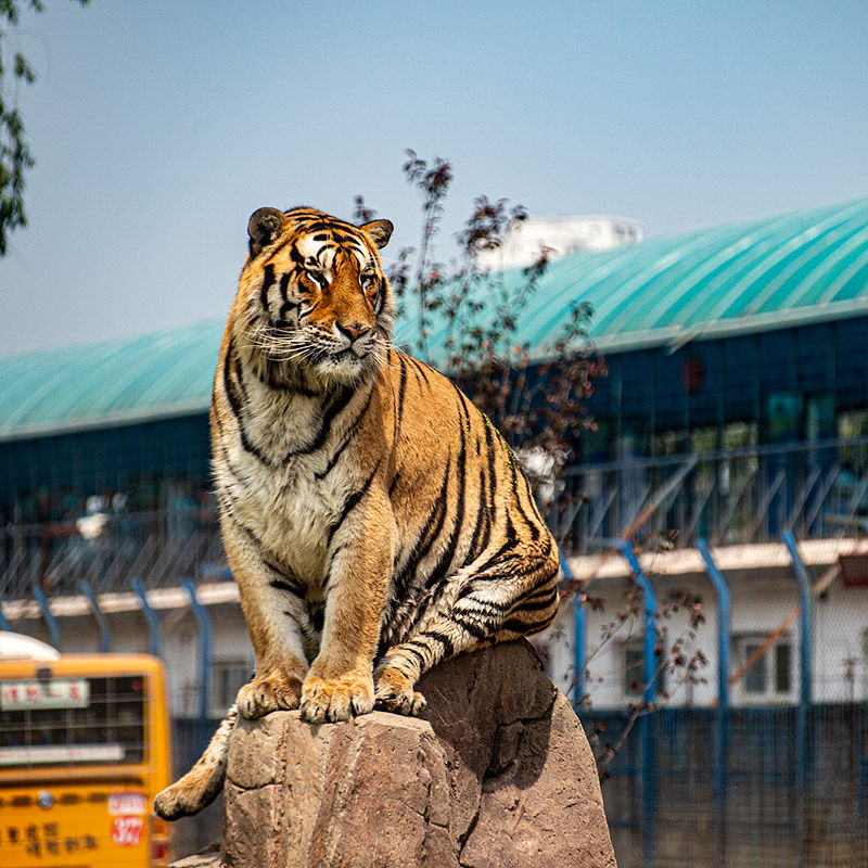 8人小团东北旅游哈尔滨6天5晚跟团游雪乡旅拍冰雪大世界五钻温泉