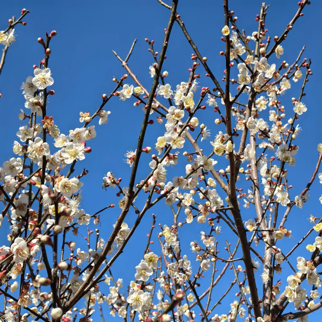 深圳出发【赏梅花·惠州御景峰1日游】国家森林公园+瀑布群-纯玩