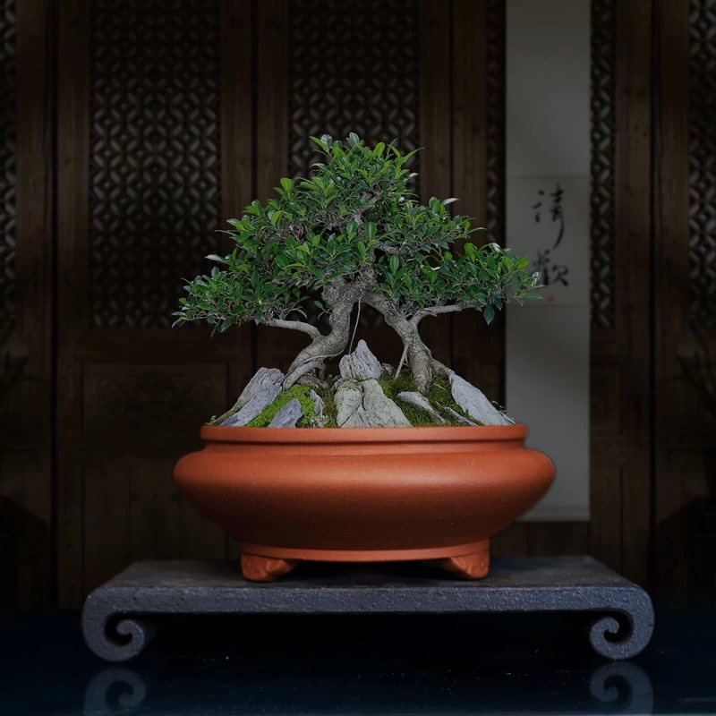 中華のおせち贈り物 宜兴紫砂圆盆文人菖蒲多肉绿植室内盆栽手工花盆透气古典 工芸品