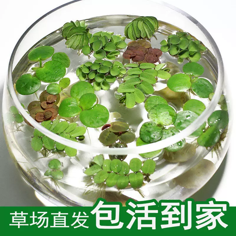 鱼缸浮萍水草活体水生植物浮性除no3净化水质微景观水族