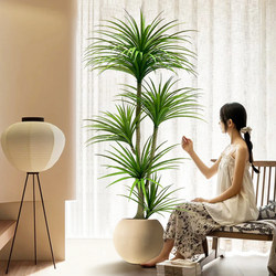 Dragon's Blood Tree Artificial Green Plant, Dragon's Beard Tree, Dragon Iron Tree, Living Room Decoration, Indoor Large Fake Plant Potted Floor-Standing Ornament