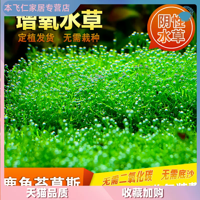 懒人造景速成网片前景冒泡迷你鹿角苔水草莫斯