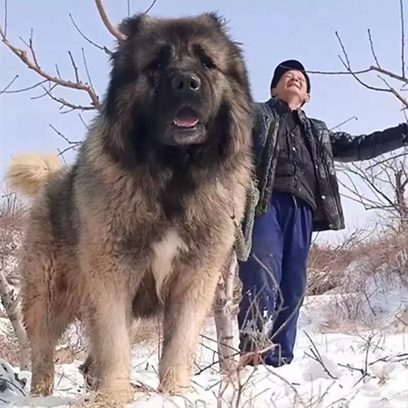 高加索犬巨型俄罗斯纯种超大熊版牧羊犬幼崽家养大型犬