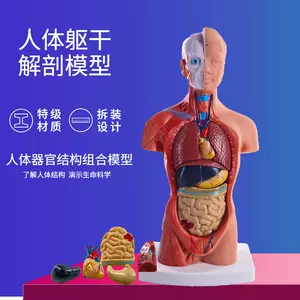 YA/L012G挂式85cm人体骨骼模型医学教学肌肉起止点可拆卸仿真
