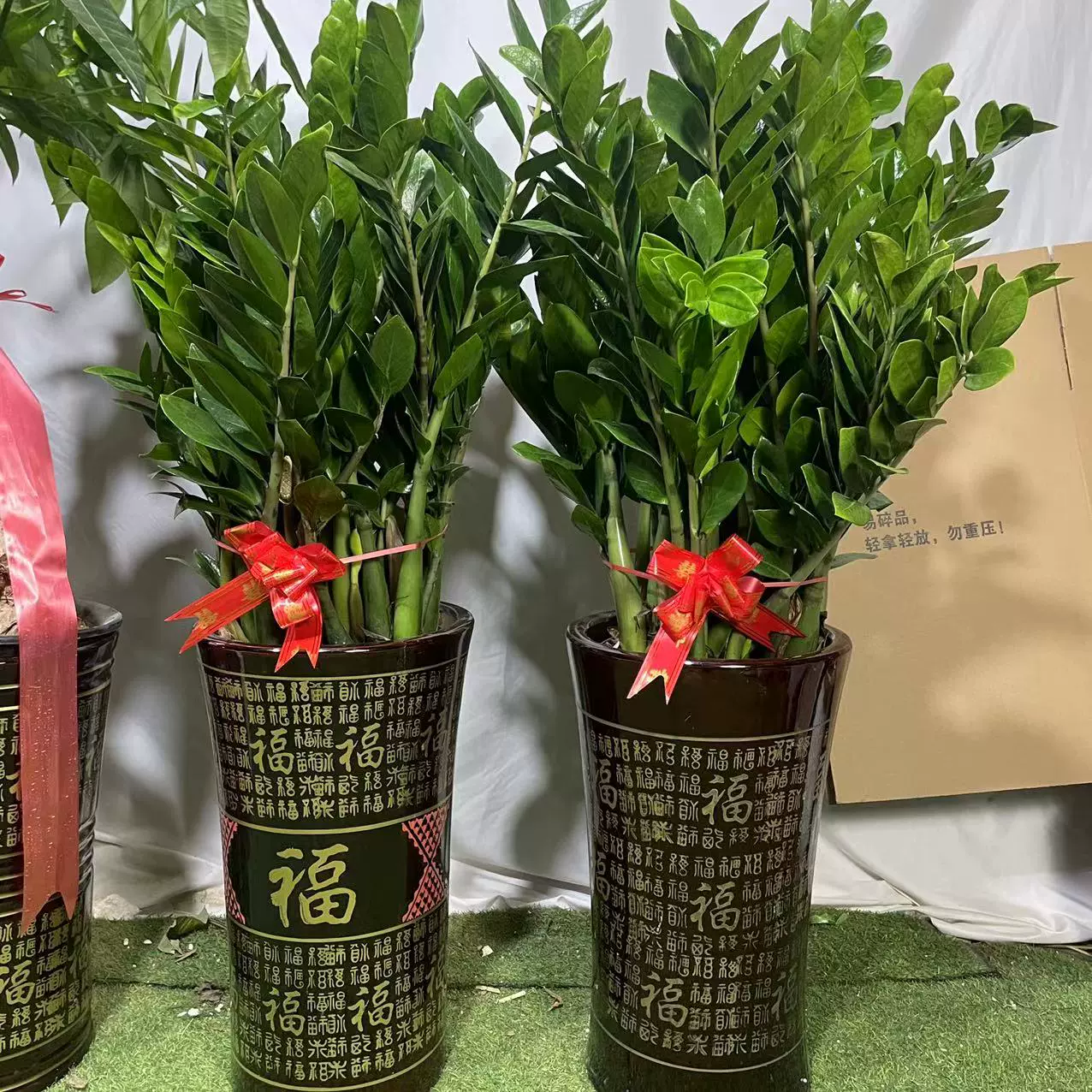 金錢樹大盆栽室內綠植喬遷開業送禮辦公室植物吸甲醛好養活