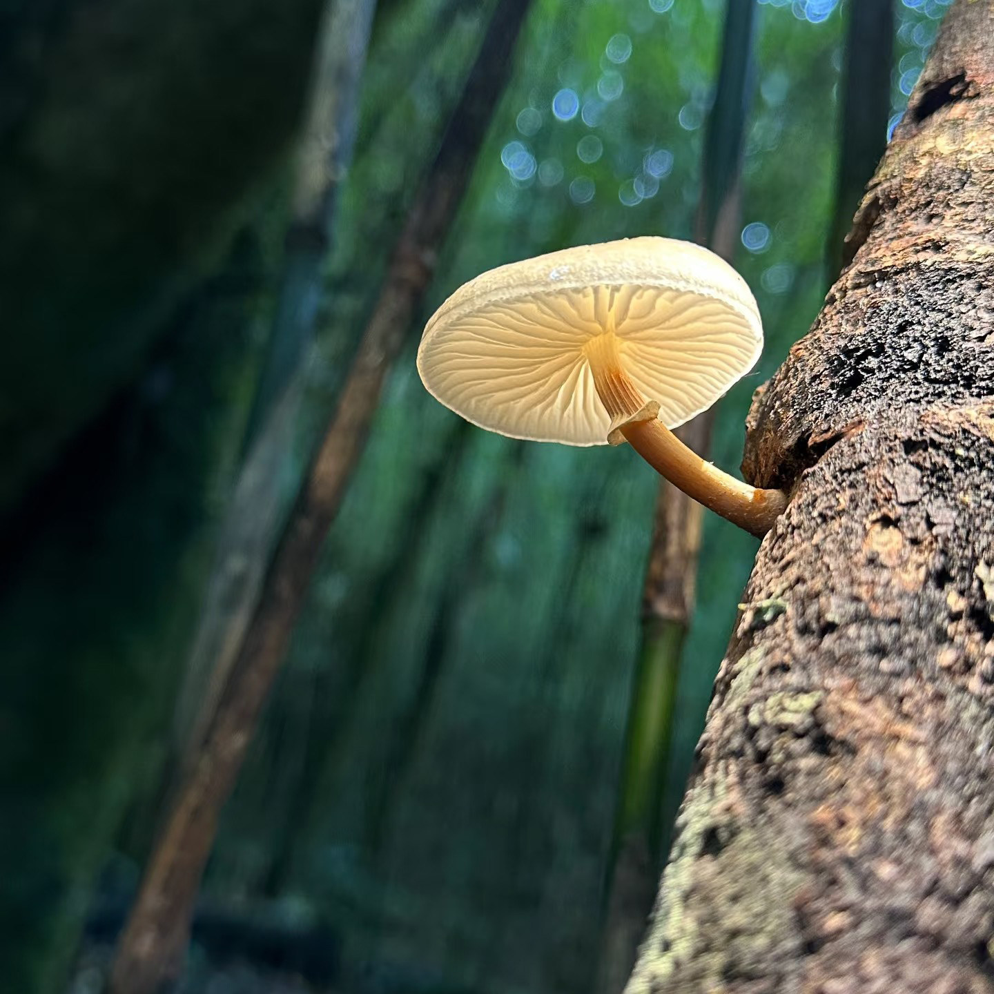云南哀牢山旅游2天1晚纯玩跟团游含餐含导游观原始森林日出云海