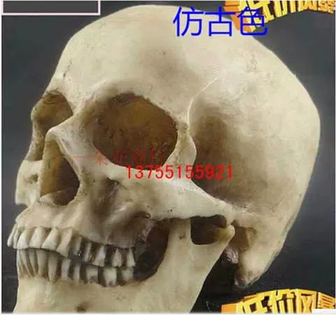 艺用人体肌肉骨骼骷髅头骨绘画半胸像解剖头颅素描头盖骨模型美术