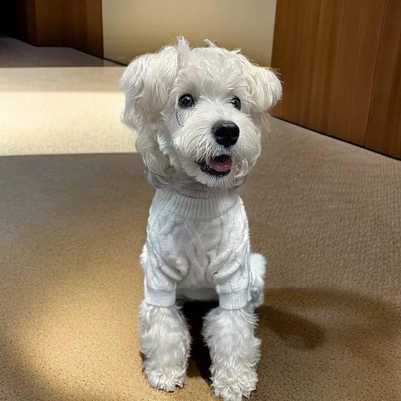 狗狗衣服秋冬款毛衣小型犬冬季保暖雪纳瑞四脚潮牌纯色网红针织衫