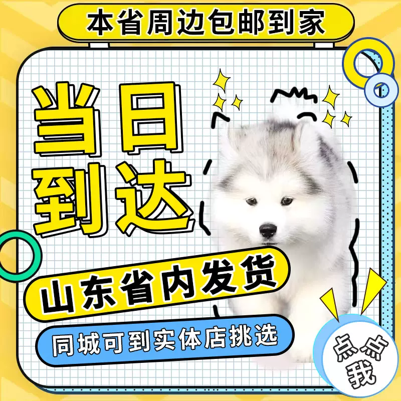 阿拉斯加犬幼犬纯种灰棕黑活体熊版巨型大骨架宠物
