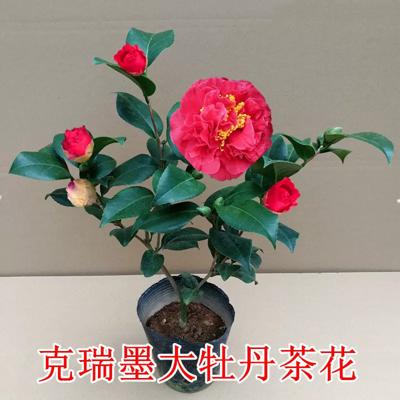 福建克瑞墨大牡丹茶花树苗盆栽庭院阳台浓香型花卉绿