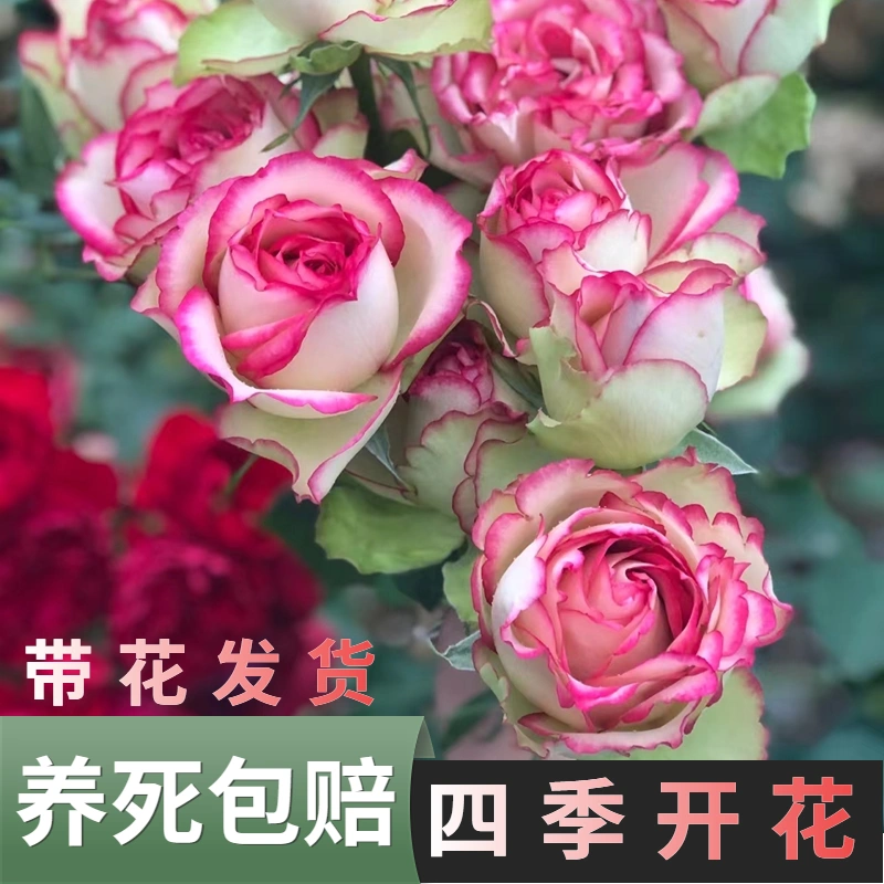 梦露月季灌木中苗切花品种花期持久阳台庭院盆栽地栽花苞四季开花-Taobao