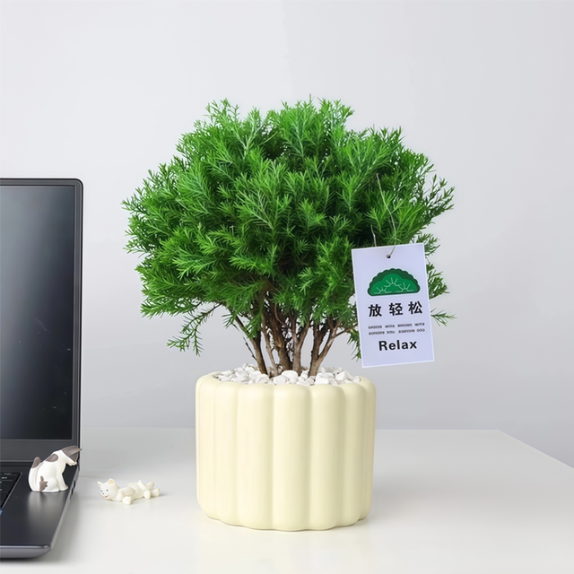 Put green pine plants in pots in rime, good for nourishing green plants in all seasons, office desktop green plants to relieve stress and stabilize emotions