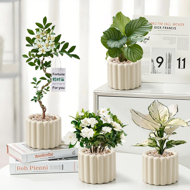 Office desktop green plants small potted indoor plants ins cream style four seasons lazy people easy to raise flower kindergarten