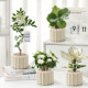Office desktop green plants small potted indoor plants ins cream style four seasons lazy people easy to raise flower kindergarten