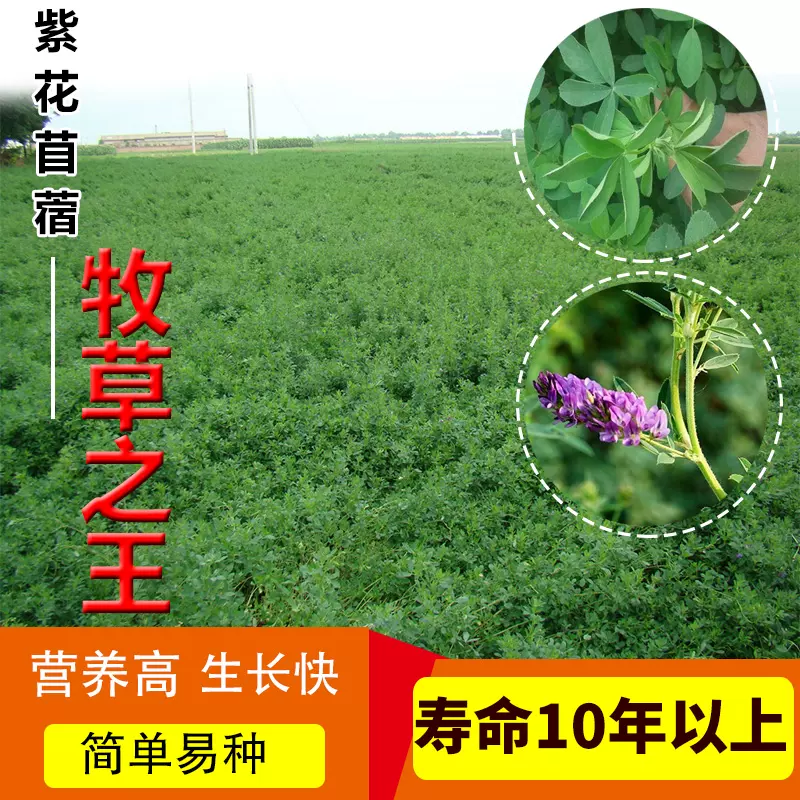 大叶紫花苜蓿草种子牧草草籽多年生四季养殖喂猪牛羊