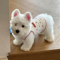 Dog Clothes, Puppy Pet Spring Clothing, Thin Vest, Bichon Small Dog and Cat Clothes, 2026 New Model, Anti-Shedding
