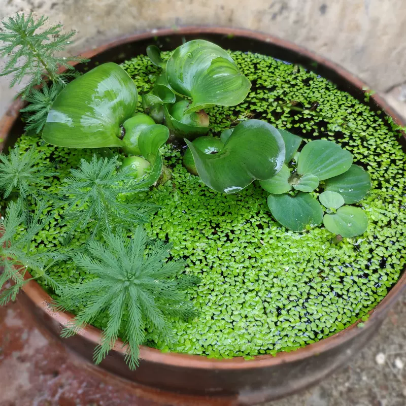 水葫芦水芙蓉小浮萍水草绿植物鱼缸水族箱龟缸真