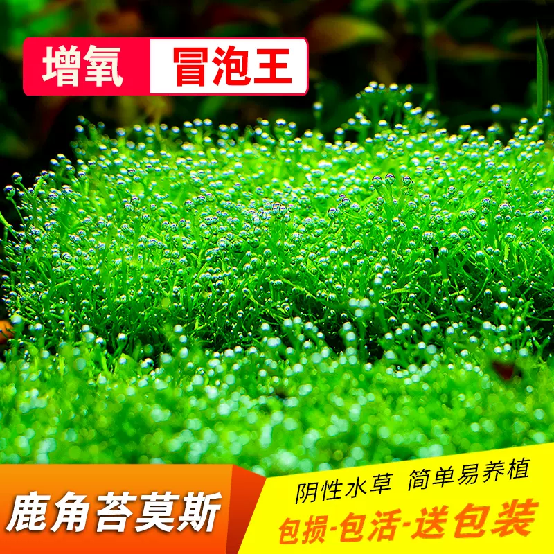 鱼缸造景鹿角苔莫斯水草增氧植物淡水冒泡慕斯