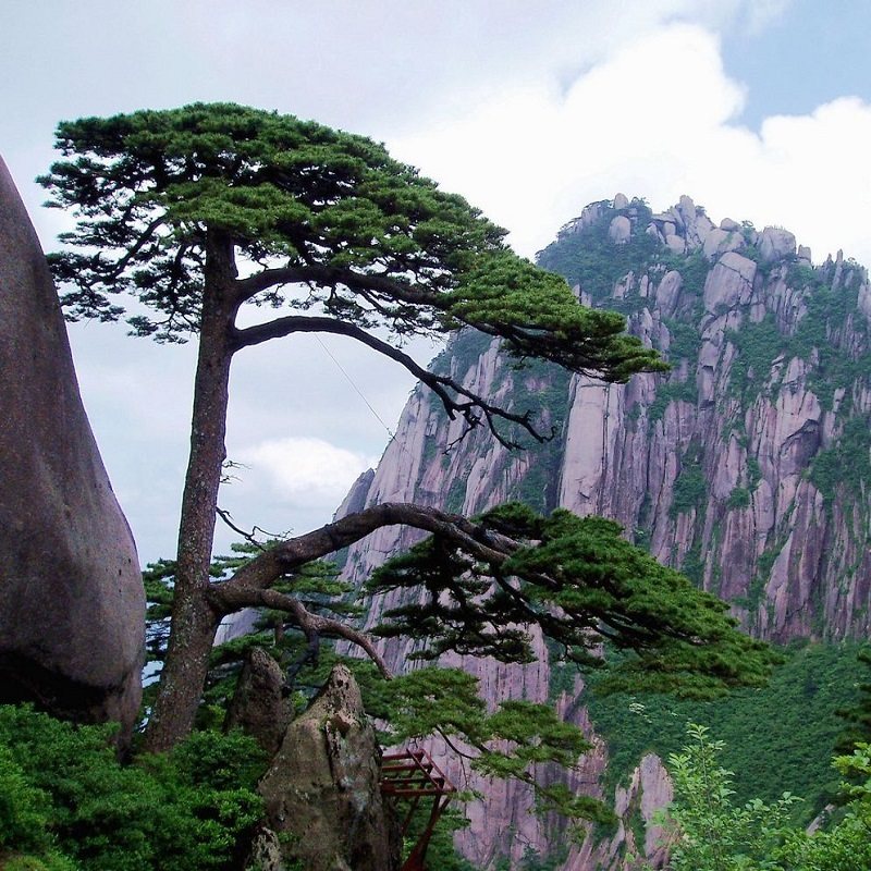 【黄山北站接 纯玩】宏村+婺源篁岭+千岛湖+黄山4日游