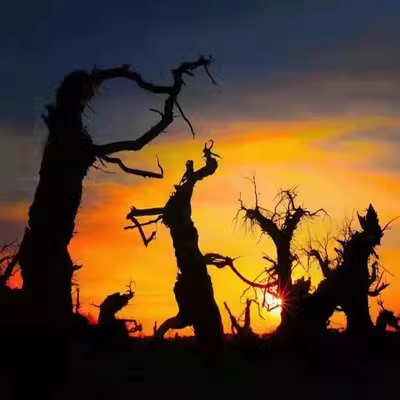 内蒙古额济纳旗胡杨林 库布齐沙漠 居延海 黑城遗址5天4晚私家团