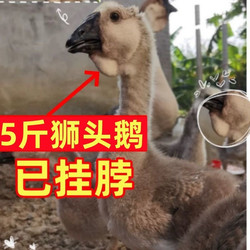 Shantou Chenghai lion head goose seedlings authentic lion head goose seedlings extra large purebred authentic lion head goose live seedlings lion head pets